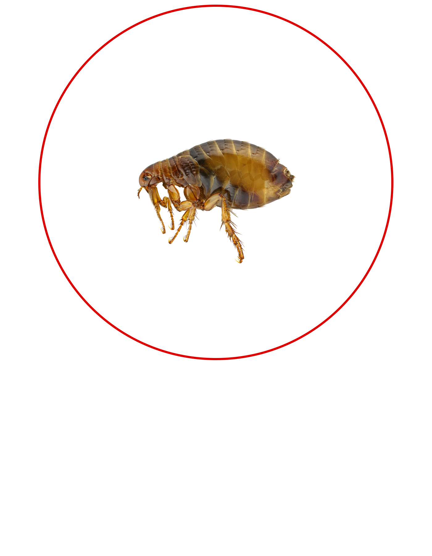 Pest Control Flea