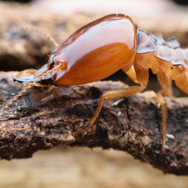 What Attracts Termites to Your Home