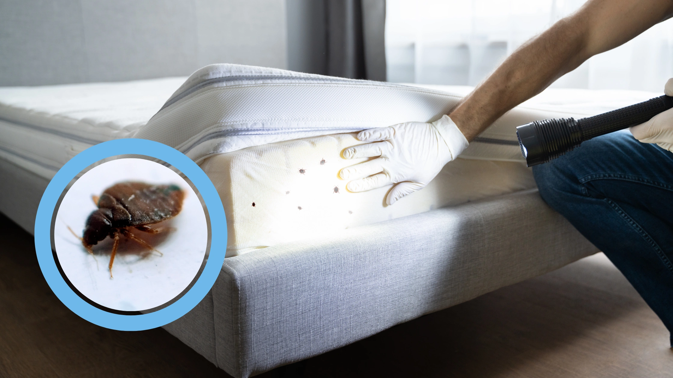 How to Identify Bed Bugs and Protect Your Home