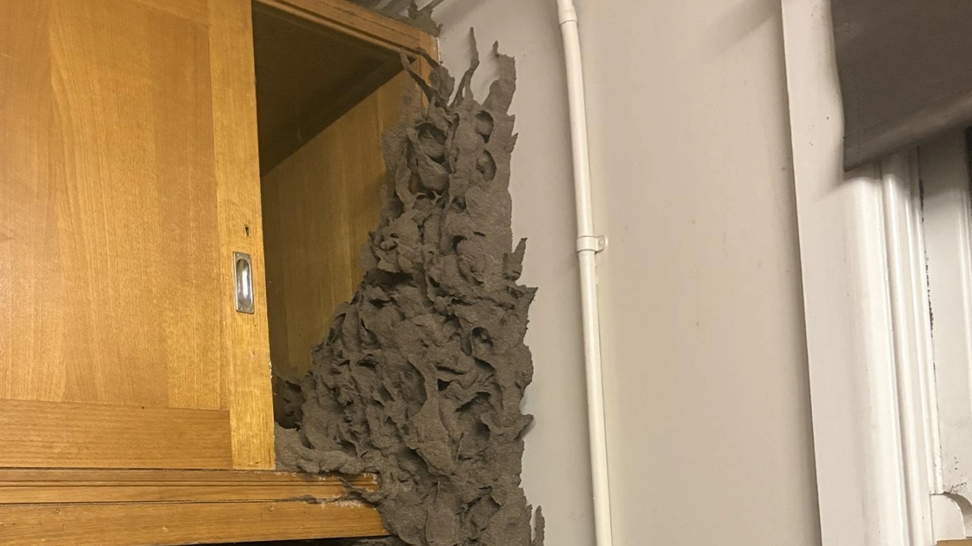 Massive Termite Nests Discovered Inside a Victorian Property